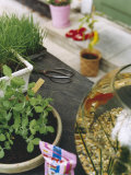 Herbs on Garden Table Photographic Print by Sara Danielsson