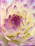 White and Purple Dahlia Photographie par Gerhard Bumann