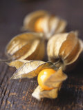Four Cape Gooseberries (Physalis) Photographic Print by Philip Webb