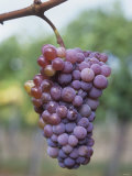 Zierfandler Grapes Photographie par Armin Faber