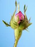 A Pink Rosebud Photographic Print by Gerhard Bumann