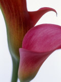 Calla Lilies (Zantedeschia), Two Flowers, Close-Up Photographic Print