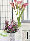 Still Life with Calla Lily and Geraldton Wax Flowers Photographic Print by Alena Hrbkova