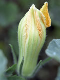 Courgette Flower on the Plant Photographic Print by Brigitte Sporrer