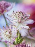 Masterwort (Astrantia Major Rubra, Close-Up) Photographic Print by Linda Burgess