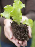 A Young Lettuce Plant in Someone's Hands Photographic Print