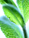Sage Leaves Fotografisk trykk av Dorota & Bogdan Bialy