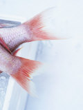 Tail Fins of Two Blue Spotted Seabream Photographic Print by Marc O. Finley