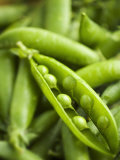 Pea Pods, One Open Photographic Print by Greg Elms