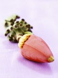 A Banana Flower Photographie par Armin Zogbaum
