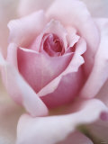 A Shrub Rose Photographic Print