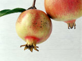 Two Pomegranates Photographic Print