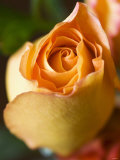 A Yellow Rose Photographic Print by Jana Liebenstein