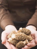 Hands Holding Fresh Morels Photographic Print