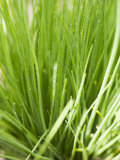 Fresh Chives in the Open Air Photographic Print