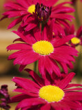 Red Gerbera in the Open Air Photographic Print