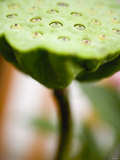 Poppy Seed Head Photographic Print