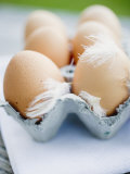 Brown Eggs with Feathers in an Egg Box Photographic Print