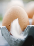 Brown Eggs with Feathers in an Egg Box Photographic Print