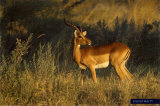 Planet Earth- Antelope Prints