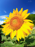 Sunflower Photographic Print
