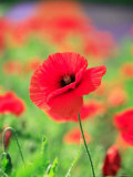 Coquelicots Photographie