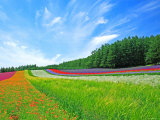 Flower Garden Photographic Print