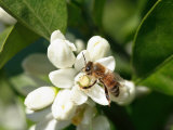 Bee and Orange Blossoms Photographic Print