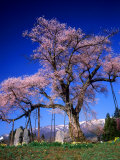 Cherry Blossoms Photographic Print