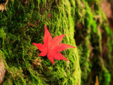 Maple Leaf on Moss Photographic Print