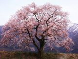 Cherry Blossoms Photographic Print