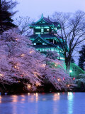 Cherry Blossoms Photographic Print
