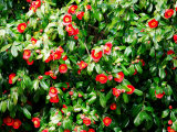 Camellias Photographic Print Camellias Photographic Print