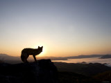 Fox and Sunrise Photographie