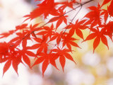 Maple Leaves Photographic Print Maple Leaves Photographic Print