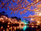 Cherry Blossoms and Takada Castle Photographie