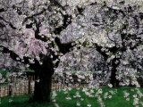Cherry Trees, Kyoto-Gyoen (Former Imperial Palace Garden), Kyoto, Japan Photographic Print