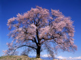 Cherry Blossoms and Mt. Yastu Photographic Print