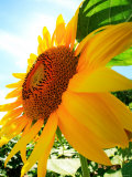 Sunflower Photographic Print