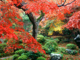 Garden with Maple Trees in Enkouin Temple, Autumn, Kyoto, Japan Photographic Print
