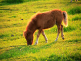 Pony Photographic Print