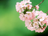 Cherry Blossoms and Hirosaki Castle Fotografie-Druck