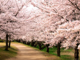 Row of Cherry Trees Fotografická reprodukce Row of Cherry Trees Fotografická reprodukce
