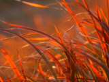 Autumn Meadow Photographic Print