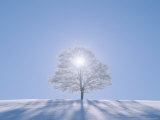 A Tree in the Snow Field Photographie