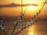 Plum Blossoms at Sunset, Ehime, Shikoku, Japan Photographic Print Plum Blossoms at Sunset, Ehime, Shikoku, Japan Photographic Print