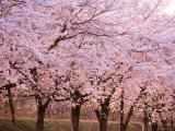 Row of Cherry Trees Photographic Print