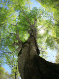 Birch Tree Lámina fotográfica Birch Tree Lámina fotográfica