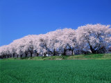 Row of Cherry Trees Photographic Print