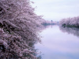 Cherry Blossoms and Moat Photographic Print